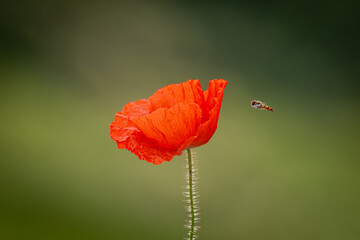 A poppy and a hoverfly in the South Downs, on a summer's day