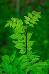 Fresh green rowan leaves on a young tree.
