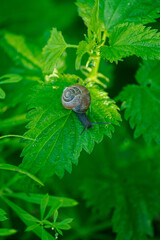 A snail with a brown shell crawling on a nettle leaf.
