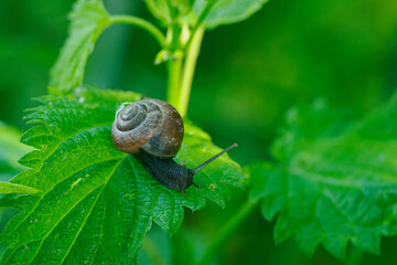 A snail with a brown shell crawling on a nettle leaf.
