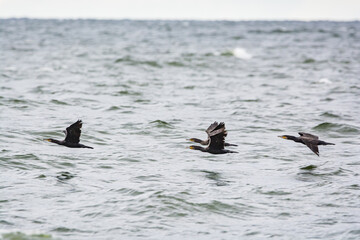 Krynica Morska, Poland - August 17, 2021. Phalacrocorax carbo flying above Nowa Karczma Beach near Russian border on Vistula Spit