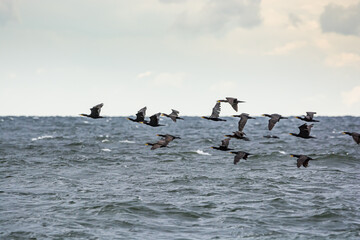 Krynica Morska, Poland - August 17, 2021. Phalacrocorax carbo flying above Nowa Karczma Beach near Russian border on Vistula Spit