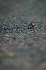 A snail with a brown shell crawling on a compacted rocky path.

