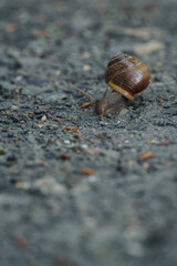 A snail with a brown shell crawling on a compacted rocky path.
