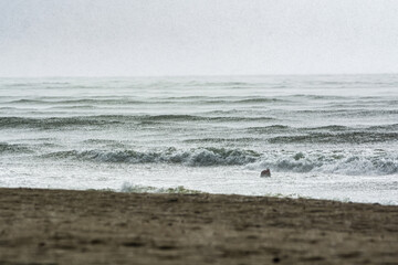 Krynica Morska, Poland - August 17, 2021. Baltic Sea in heavy rain - Nowa Karczma Beach on Vistula...