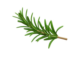 Isolated Rosemary Sprig Aromatic Herb Culinary Ingredient