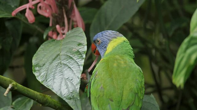 Lorikeet eating a plant