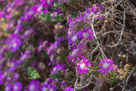 Drosanthemum floribundum (Mesembryanthemum roseus) Lilac terra operimentum flowers. cemetery flower. acem halisi.