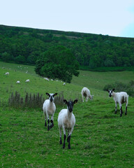 Clywd Forest in North Wales