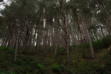 Clywd Forest in North Wales
