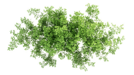 green grass on white background