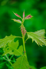 Young green oak leaves on the upper part of a young tree. 
