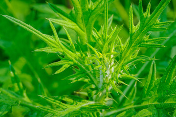 Fresh green thistle leaves on the upper part of the plant.
