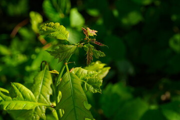 Young green oak leaves on the upper part of a young tree. 
