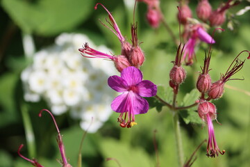 Sweden. Geranium macrorrhizum is a species of hardy flowering herbaceous perennial plant in the...