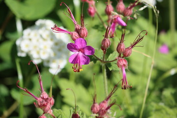 Sweden. Geranium macrorrhizum is a species of hardy flowering herbaceous perennial plant in the...