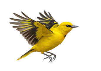 Fototapeta premium Isolated Yellow Bird Flying Gracefully in Motion
