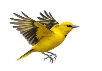 Isolated Yellow Bird Flying Gracefully in Motion