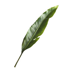 Long green tropical banana leaf with natural tear and realistic glossy texture isolated on transparent surface