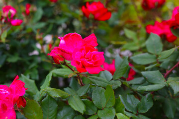 A beautiful rose bush in a public park in Japan