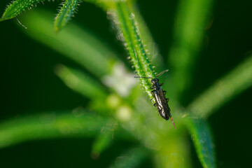 A beetle of the Dasytes genus on a cleavers leaf in a close-up top view.
