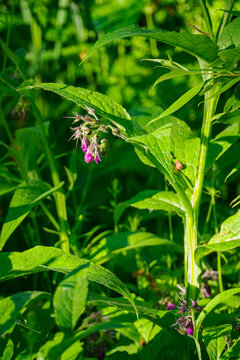 Purple comfrey flowers on a plant with green leaves in the grass. 
