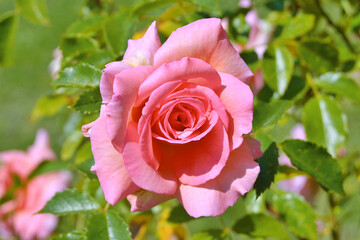Peach-colored rose with shades of pink,orange, and light yellow colour in the garden, during summer