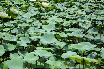 Beautiful green leaves of lotus