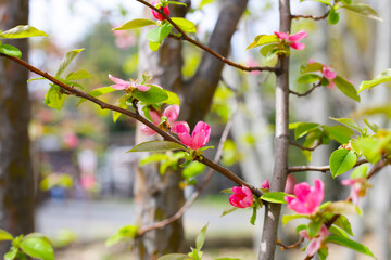 Blooming Japanese quince flower