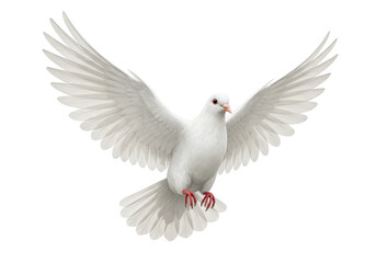 Fototapeta premium Isolated White Dove with Wings Spread in Flight