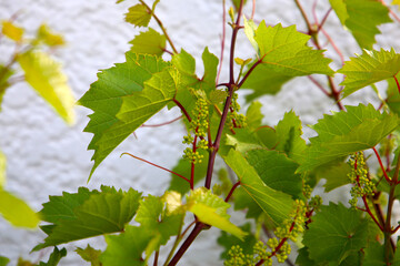 Grape vine with branches, leaves, and young fruit