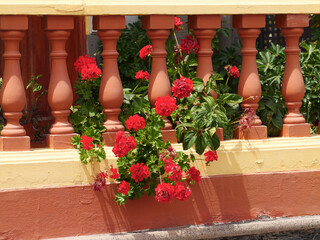 Palisadenzaun mit Geranien