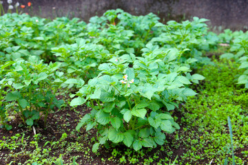 Potato plants growing in the garden