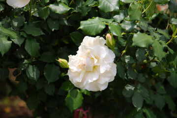 Beautiful roses in full bloom at the Japan Rose Garden.