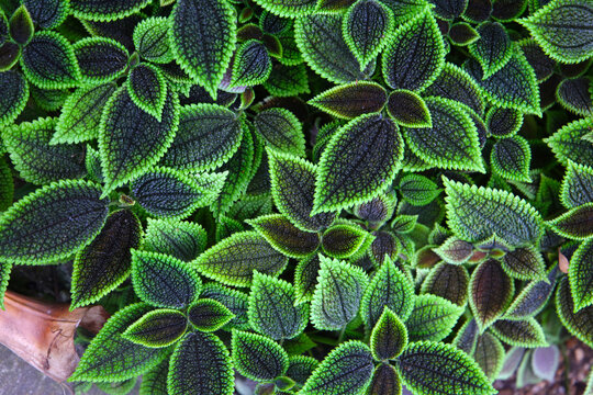 Pilea involucrata Moon Valley, Black and green leaves
