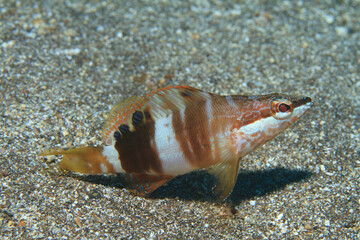 A painted comber fish looks curiously around on the sandy bottom of the sea.
