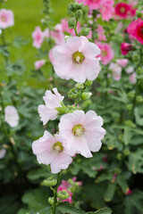 Beautiful hollyhock flower in the park