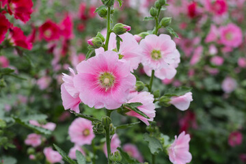 Beautiful hollyhock flower in the park