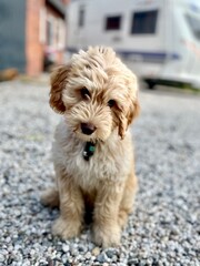 Cute little puppy in front of caravan