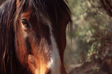A magnificent brown horse gazes into the camera, exuding wisdom and strength, with striking white blaze running down its face.
