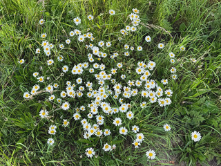 Wilde Kamille in einer Sommerwiese
