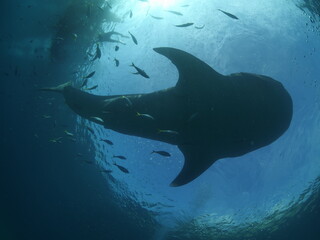 whale shark feeding underwater from boat fisherman and snorkellers around whaleshark