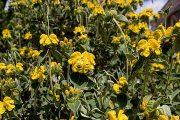 Jerusalem sage (Phlomis fruticosa) evergreen shrub in bloom