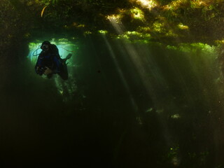 scuba diver underwater  in freshwater plants and vegetation exploring river and lake