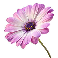 pink daisy isolated on white