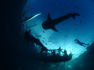 whale shark feeding underwater from boat fisherman and snorkellers around whaleshark