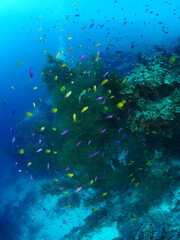 algae and coral underwater with fish around like xmas tree