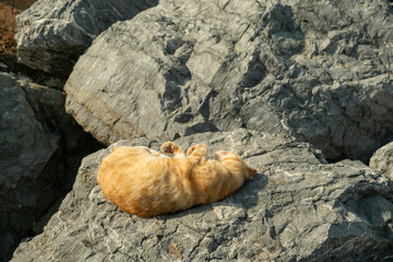 Orange Tabby Cat Sunbathing on Rocky Coastal Rocks in Istanbul Turkey on Sunny Day - Stray Cat Relaxing by Mediterranean Sea Shore