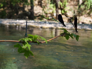dragon fly dark dragonfly blue macro  shot damselflies next to river on the leaves