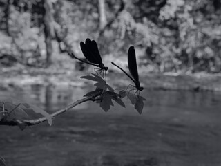 dragon fly dark dragonfly blue macro  shot damselflies next to river on the leaves